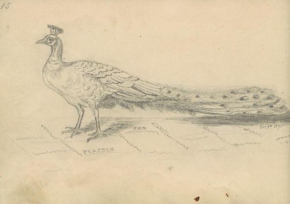 sketch 15 : peacock 