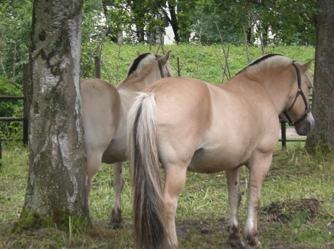 the Norwegian breed called the fjord horse