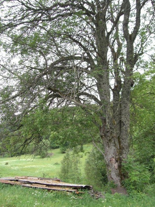 ash tree at Homme farm